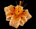 Big yellow flower of brindle lily, isolated on black background Royalty Free Stock Photo