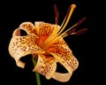 Big yellow flower of brindle lily, isolated on black background Royalty Free Stock Photo