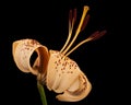 Big yellow flower of brindle lily, isolated on black background Royalty Free Stock Photo