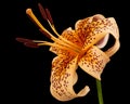 Big yellow flower of brindle lily, isolated on black background Royalty Free Stock Photo