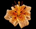 Big yellow flower of brindle lily, isolated on black background Royalty Free Stock Photo