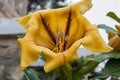 Big yellow flower with brown strips at monastery garden