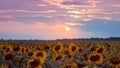 Big yellow flower discs in sunflower field against cloudy sunset sky, summer late evening sun after thunderstorm Royalty Free Stock Photo