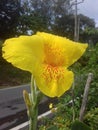 Big yellow flower with red dots garden flower..