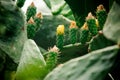 Big yellow flowering cactus leaves on the blurred background Royalty Free Stock Photo