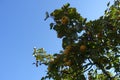 Big yellow fruits in the leafage of quince against the sky