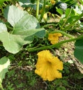 Big yellow garden flower of pumpkin in flowerbed.