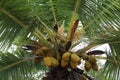 Big yellow coconuts on a coconut tree and green palm leaves Royalty Free Stock Photo