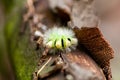 Big yellow hairy caterpillar with bushy red tail Calliteara pudibunda hides under tree bark with long poisonous hair and green Royalty Free Stock Photo