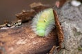 Big yellow hairy caterpillar with bushy red tail Calliteara pudibunda hides under tree bark with long poisonous hair and green Royalty Free Stock Photo