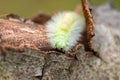 Big yellow hairy caterpillar with bushy red tail Calliteara pudibunda hides under tree bark with long poisonous hair and green Royalty Free Stock Photo