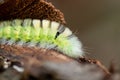 Big yellow hairy caterpillar with bushy red tail Calliteara pudibunda hides under tree bark with long poisonous hair and green Royalty Free Stock Photo