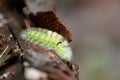 Big yellow hairy caterpillar with bushy red tail Calliteara pudibunda hides under tree bark with long poisonous hair and green Royalty Free Stock Photo