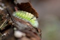 Big yellow hairy caterpillar with bushy red tail Calliteara pudibunda hides under tree bark with long poisonous hair and green Royalty Free Stock Photo