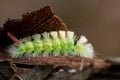 Big yellow hairy caterpillar with bushy red tail Calliteara pudibunda hides under tree bark with long poisonous hair and green Royalty Free Stock Photo