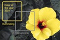 Big yellow hibiscus flower on the background of green leaves Royalty Free Stock Photo