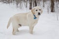 Big Yellow Lab Puppy standing in the snow Royalty Free Stock Photo