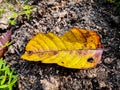 A big yellow leaf fall on the ash in the morning Royalty Free Stock Photo