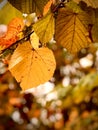 Big yellow leaf Royalty Free Stock Photo