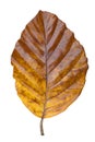 Big yellow leaf of a tree on a white background Royalty Free Stock Photo