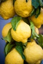 Big yellow lemons with leafs, hanging Royalty Free Stock Photo