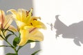 Big yellow lily with and shadows on the wall. Minimal, styled concept for bloggers. Royalty Free Stock Photo