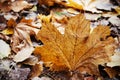 Big yellow maple leaf on various fallen leaves background Royalty Free Stock Photo