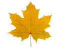 Big yellow maple leaf Royalty Free Stock Photo