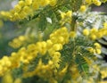 Big yellow mimosa flowers symbol of international women s day Royalty Free Stock Photo