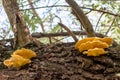 Big yellow mushroom on an old branch of a rotten tree shows fungal decay and fungal infestation in forests and woods Royalty Free Stock Photo