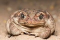 A big yellow-pink frog resting with green eyes Royalty Free Stock Photo