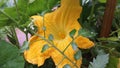 Big yellow pumking flowers Royalty Free Stock Photo