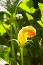 Big yellow pumpkin flower blooming macro close up. Royalty Free Stock Photo