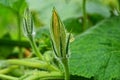 Big yellow pumpkin flower on a branch with large green leaves in the garden Royalty Free Stock Photo