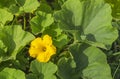 Big yellow pumpkin flower growing in the garden Royalty Free Stock Photo