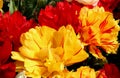 Big yellow and red tulips in full bloom macro in Goztepe Park in Istanbul, Turkey Royalty Free Stock Photo