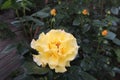 Big yellow rose with buds in the garden on a background of green leaves close-up Royalty Free Stock Photo