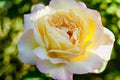 Big yellow rose flower close-up with raindrops on petals in morning Royalty Free Stock Photo