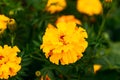 Big yellow saffron flower