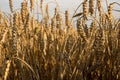 big yellow spider among ears of wheat