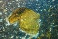 Big yellow stone and colorful pebbles under clear teal water