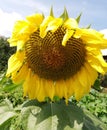 Big yellow sunflower with bee in meadow