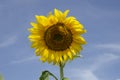 Big yellow sunflower blossom with blue sky background Royalty Free Stock Photo