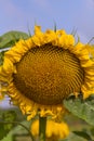 Big yellow sunflower close-up on blue sky background Royalty Free Stock Photo