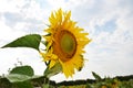 Big yellow sunflower and cloudy sky Royalty Free Stock Photo