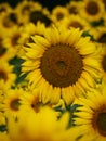 Big Yellow Sunflower in a Field Royalty Free Stock Photo