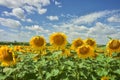 Big yellow Sunflower field with blue sky Royalty Free Stock Photo