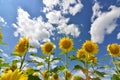 Big yellow Sunflower field with blue sky Royalty Free Stock Photo