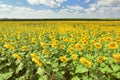 Big yellow Sunflower field with blue sky Royalty Free Stock Photo