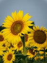 Big Yellow Sunflower in a Field Royalty Free Stock Photo